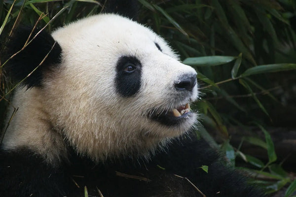 Amazing-Panda-Facts-You-Need-to-Know Street Panda Clothing